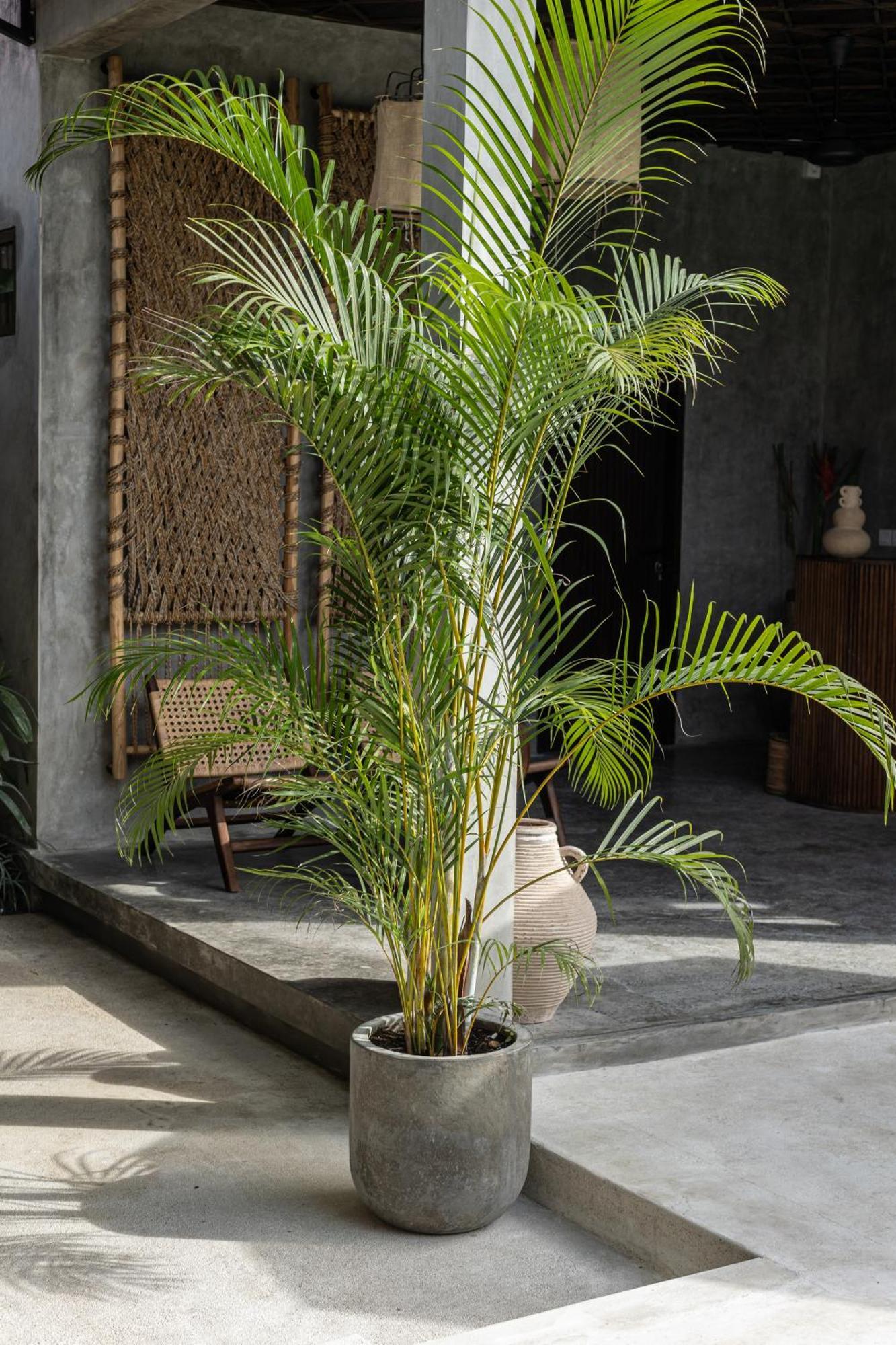Kano Twin Canggu Екстериор снимка